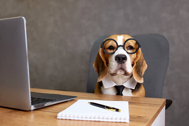 istock A beagle dog with glasses and a tie is sitting at a desk in front of a laptop. 2220209708