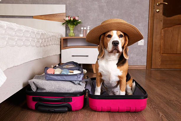 istock A beagle dog at a suitcase with things for a summer vacation at sea. 2220209748