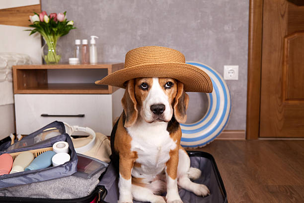 istock Beagle dog in a straw hat sits in a suitcase with things and a floating inflatable ring for a summer vacation at sea 2220209749