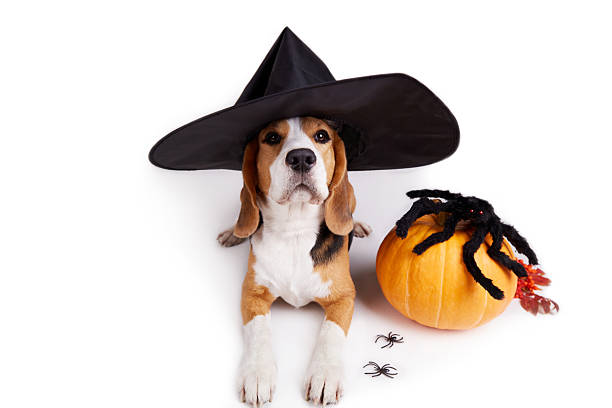 istock Halloween holiday. A beagle dog in a witch's hat is lying on a white isolated background. Next to a pumpkin and a huge spider. 2220209818