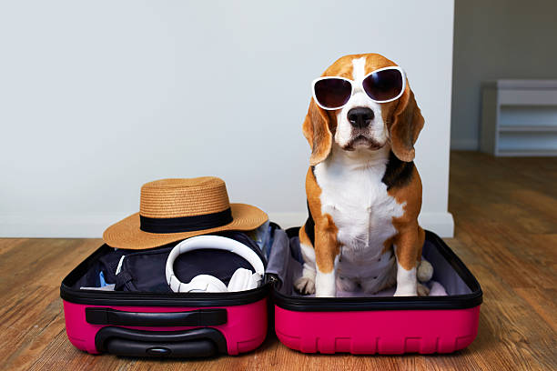 istock A beagle dog sits in a suitcase with things for a summer vacation at sea. 2220209907