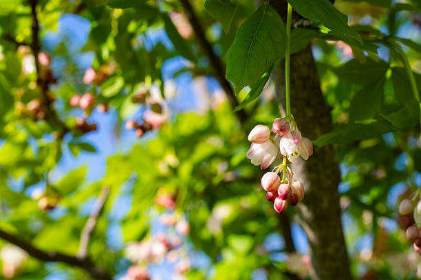 Georgian Jonjoli Plant in Bloom, Bladdernut