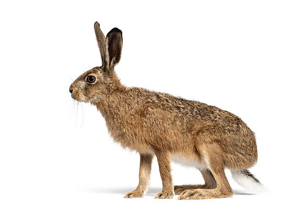 istock European hare or brown hare standing on white background 2220210509
