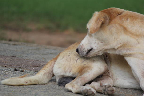 old thai dog