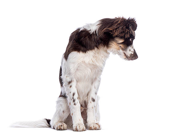 istock Crossbreed dog sitting and looking down on white background 2220210614
