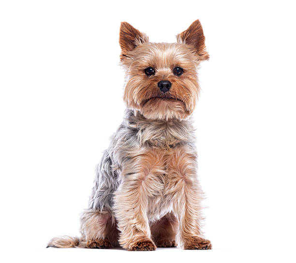 istock Yorkshire terrier sitting and looking at camera on white background 2220210628