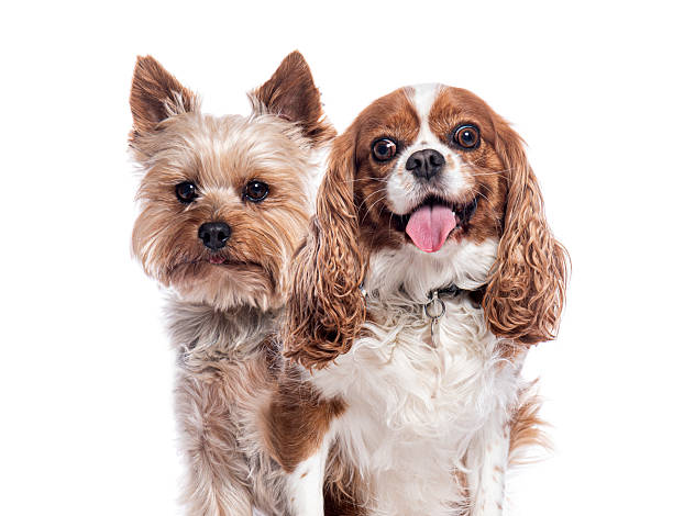 istock Yorkshire terrier and cavalier king charles spaniel posing together 2220210637