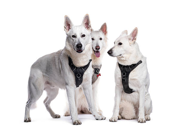 istock Three white swiss shepherd dogs wearing a harness posing on white background 2220210648