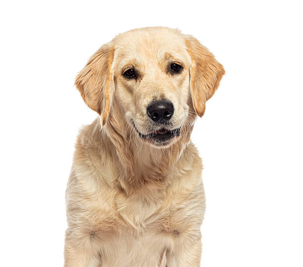 istock Golden retriever dog looking at camera on white background 2220210700