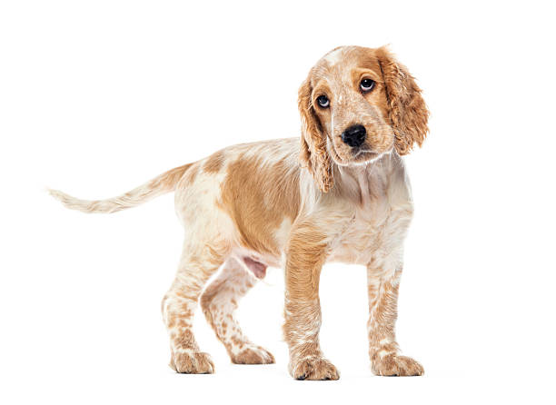 istock Brittany spaniel puppy standing and looking curious 2220210722