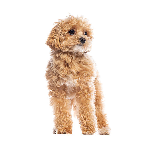 istock Adorable fluffy cavapoo puppy standing and looking away 2220210798