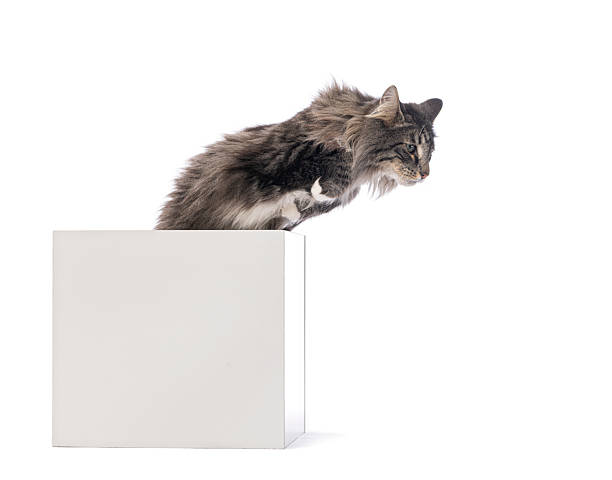 istock Playful norwegian forest cat jumping from white box 2220210837