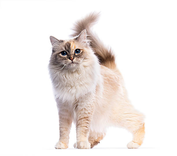 istock Birman cat standing and looking at camera on white background 2220210841