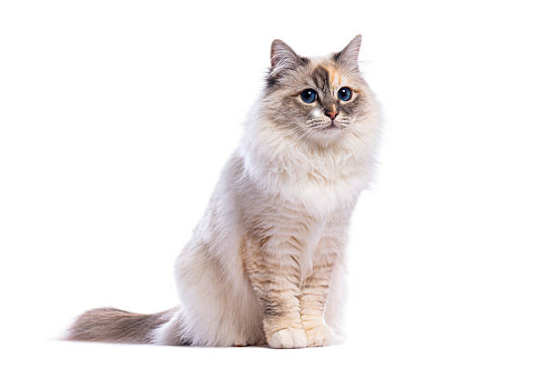 istock Birman cat sitting and looking up with bright blue eyes on white background 2220210859