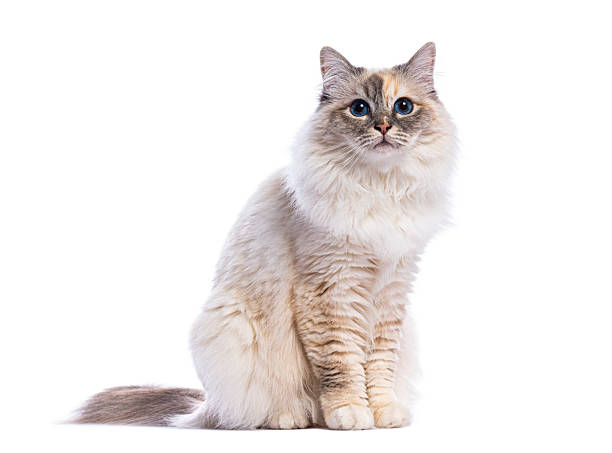 istock Birman cat sitting and looking at camera on white background 2220210861