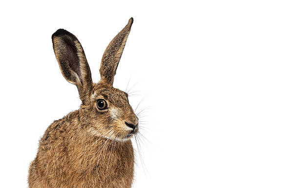 istock European hare looking away on white background 2220210870