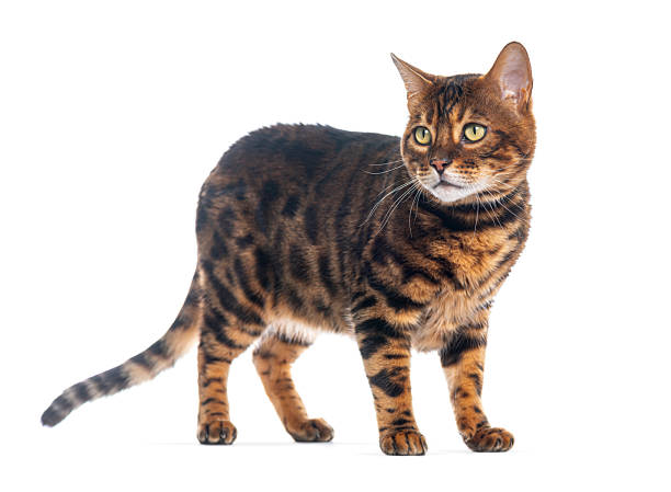 istock Bengal cat standing and looking away on white background 2220210882