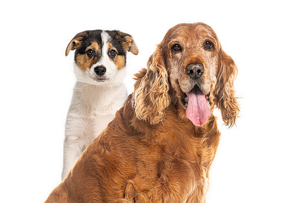 istock English cocker spaniel and puppy posing together on white background 2220210890