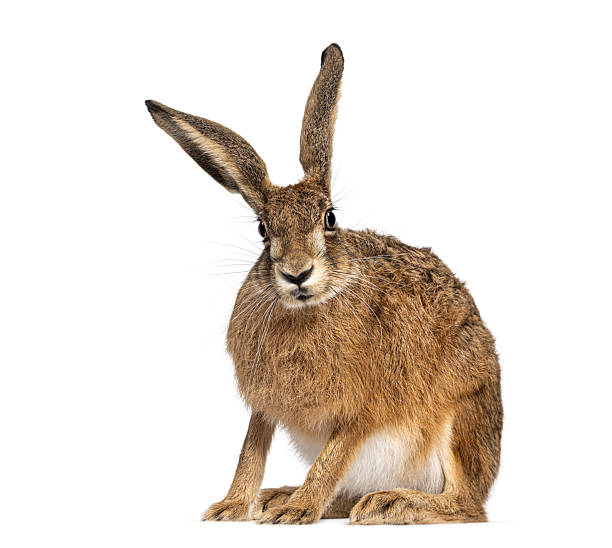 istock European hare sitting and looking at camera on white background 2220210895
