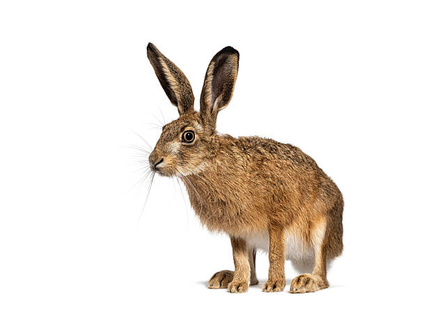 istock European hare standing on white background and looking away 2220210896