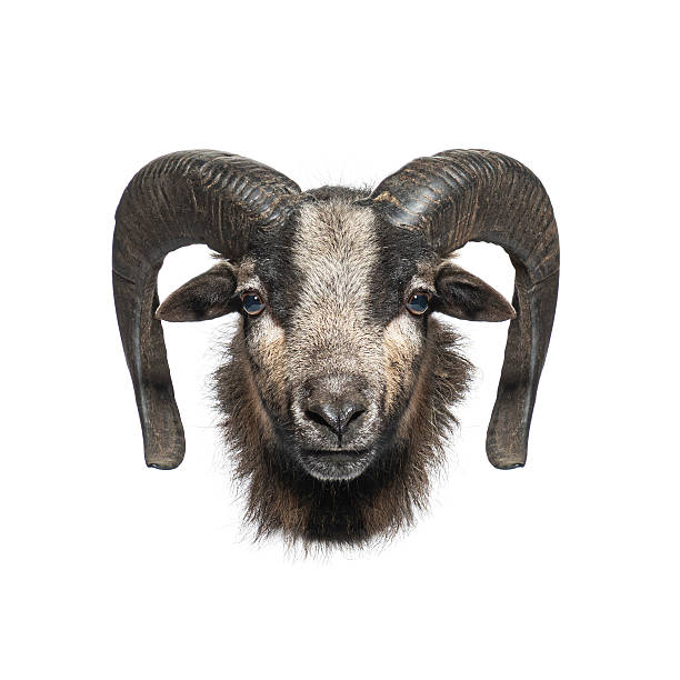 istock Portrait of a jacob sheep looking at camera on white background 2220210901