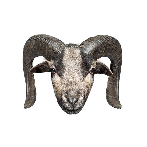 decorative ram's skull on a metal grill structure