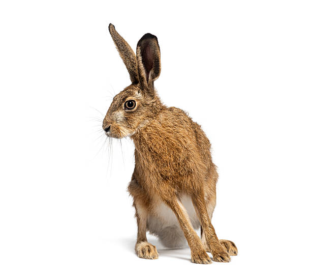 istock European hare or brown hare sitting and looking back over shoulder 2220210933