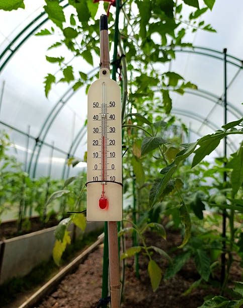 istock Thermometer in the greenhouse with tomatoes 2220210945