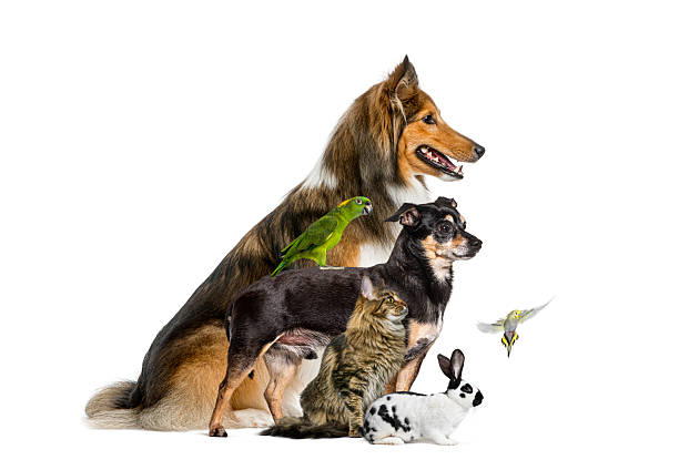 istock Group of pets posing together on white background 2220210957