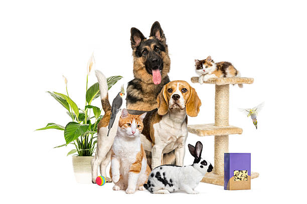Group of pets posing together on white background