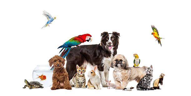 Large group of domestic animals including dogs, cats, birds, rodents, reptiles and fishes, posing together on white background