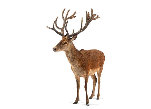 Majestic red deer stag standing against white background