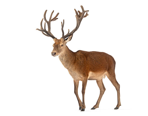 istock Majestic red deer stag walking on white background 2220211004