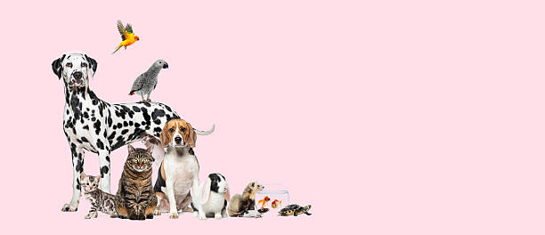 istock Large group of pets posing together on pink background 2220211012