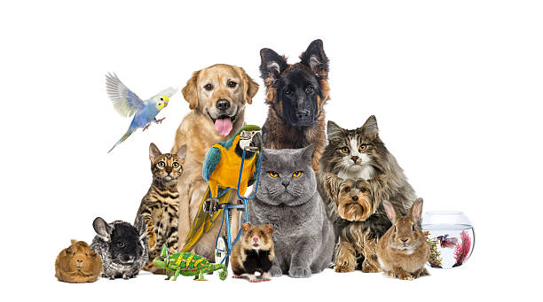 istock Large group of pets posing together on white background 2220211019