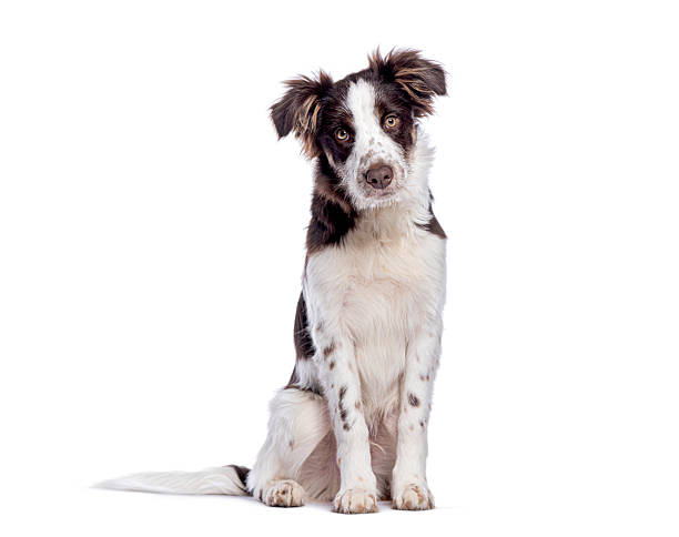 istock Border collie puppy sitting and looking at camera on white background 2220211033
