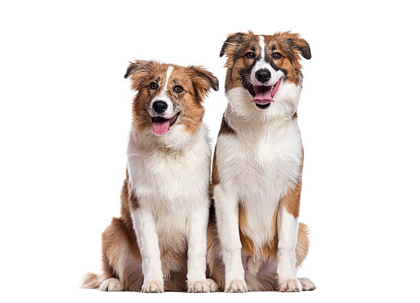 istock Two dogs panting and sitting on white background 2220211053