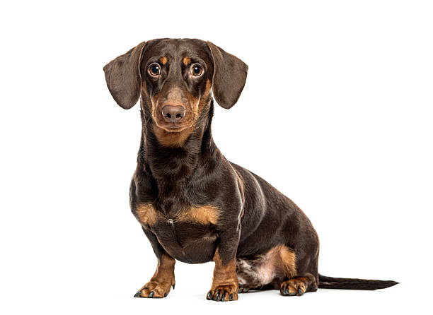 istock Dachshund dog sitting and looking at camera on white background 2220211083