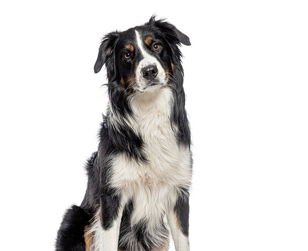 istock Australian shepherd dog sitting and looking at camera 2220211136