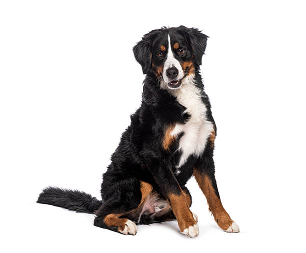 istock Bernese mountain dog sitting and looking at camera 2220211147