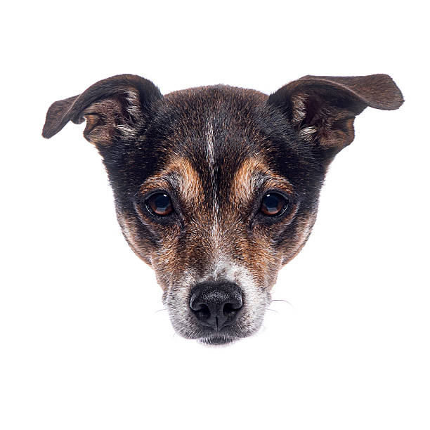 a young dog of the Kromfohrlander breed