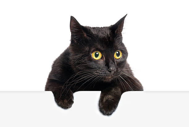 istock Curious black cat peeking over white surface with intense gaze 2220211155