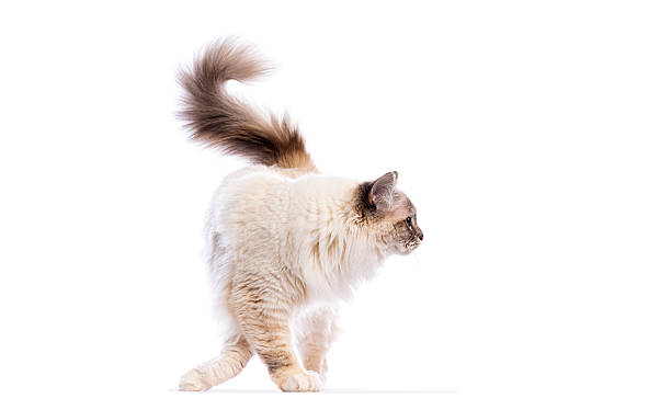 istock Sacred birman cat walking with tail up on white background 2220211342