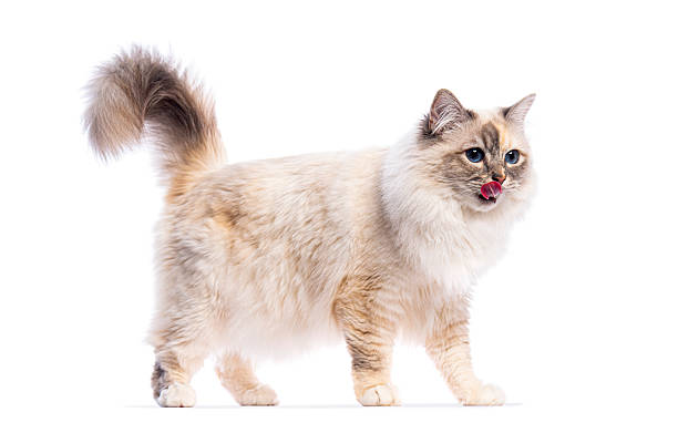 istock Adorable birman cat licking its nose on white background 2220211379