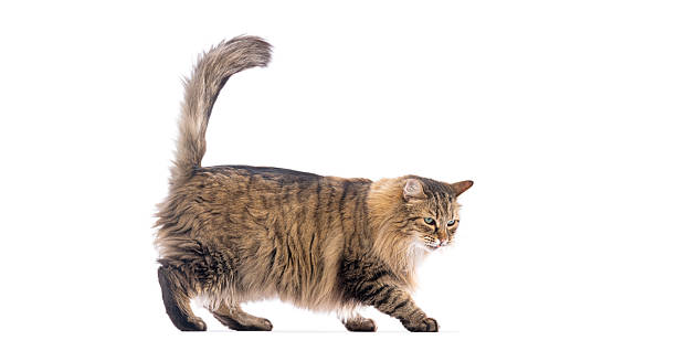 istock Siberian cat walking with tail up on white background 2220211388