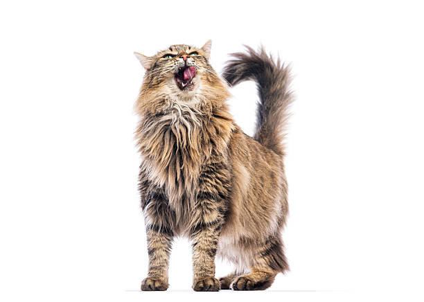 istock Kurilian bobtail cat licking its nose on white background 2220211412