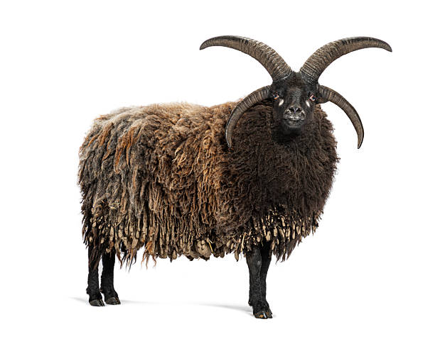 istock Majestic hebridean sheep standing proudly on white background 2220211454