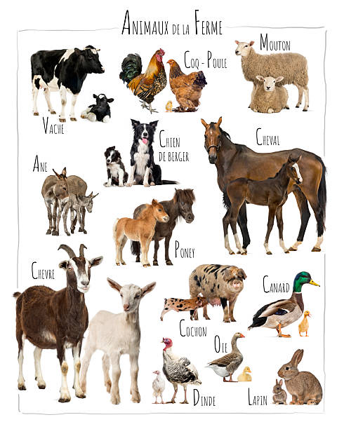 istock Farm animals and their offspring posing together 2220211491