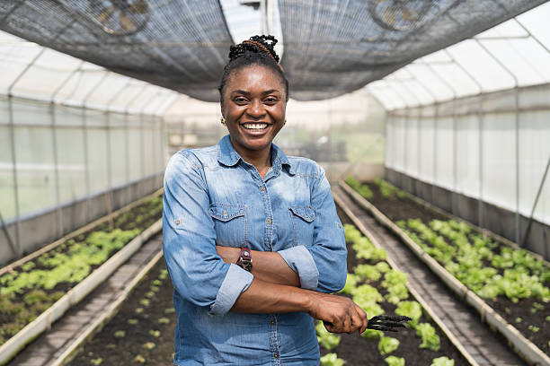 istock Cultivating vegetable plot. Vegetable growing in organic farm. Greenhouse vegetable farm. African American botanist study and research structure and biological processes of plants in vegetable farm 2220212502