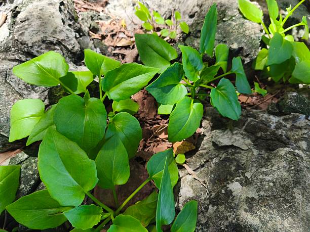 istock A single-story green tree grows on light gray rocks with small, long-stemmed yellow flowers growing in clusters. 2220212541